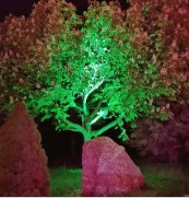 Grün angestrahlter Baum im Garten von DasGlashaus Siggenweiler